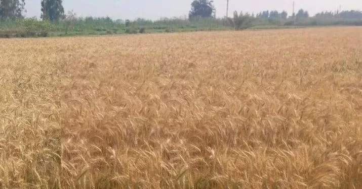 بعد مرور أسبوعين.. نتائج مبشرة لانطلاق ماراثون «بشاير الخير» لتوريد القمح بالإسكندرية 1 - جريدة الجمهورية بعد مرور أسبوعين.. نتائج مبشرة لانطلاق ماراثون «بشاير الخير» لتوريد القمح بالإسكندرية