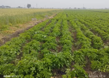 توصيات عاجلة لمزارعي البطاطس والقمح بالبحيرة لمواجهة تقلبات الطقس