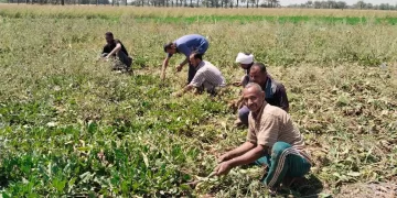 فرحة المزارعين في الفيوم ببدء حصاد البنجر تحت إشراف مديرية الزراعة
