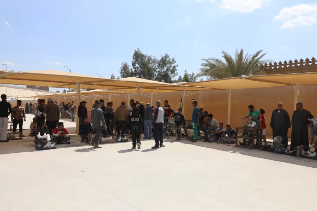 محافظ القاهرة: انتهاء إقامة سوق الحمام الجديد بالسيدة عائشة ونقل الباعة إليه 2 - جريدة الجمهورية WhatsApp Image 2026 04 20 at 4.53.09 PM - جريدة الجمهورية