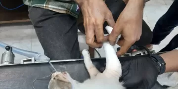 نجاح عملية تثبيت كسر لقط بعيادة طب بيطري بني سويف