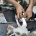 نجاح عملية تثبيت كسر لقط بعيادة طب بيطري بني سويف 5 - جريدة الجمهورية نجاح عملية تثبيت كسر لقط بعيادة طب بيطري بني سويف