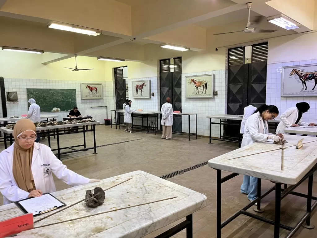 طلاب كليات القطاع الصحي بجامعة القاهرة الأهلية يؤدون الامتحانات العملية في أجواء من الانضباط والتنظيم 2 - جريدة الجمهورية 0022 1 - جريدة الجمهورية