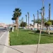 التنمية المحلية والبيئة تعلن ختام المرحلة الرابعة من مبادرة «١٠٠ مليون شجرة» بزراعة ٢٠٠ ألف شجرة