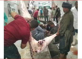 محافظ أسيوط: ذبح الأضاحي بالمجازر الحكومية مجانًا طوال أيام العيد.. ومحاضر فورية للمخالفين بالشوارع