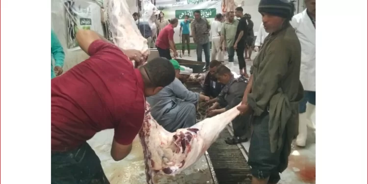 محافظ أسيوط: ذبح الأضاحي بالمجازر الحكومية مجانًا طوال أيام العيد.. ومحاضر فورية للمخالفين بالشوارع