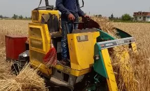 الشرقية: توريد 508 آلاف طن من القمح وسط إقبال غير مسبوق