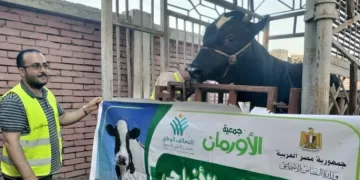 تحت إشراف «تضامن كفر الشيخ».. «الأورمان» تنهي استعداداتها لتوزيع 10 أطنان من لحوم الأضاحي