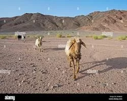 خبراء يناقشون بالقاهرة مستقبل المراعي والتنوع البيولوجي في أفريقيا 1 - جريدة الجمهورية خبراء يناقشون بالقاهرة مستقبل المراعي والتنوع البيولوجي في أفريقيا