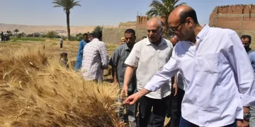 محافظ أسيوط يتفقد حصاد «الذهب الأصفر» بقرية درنكة ويتابع منظومة التوريد