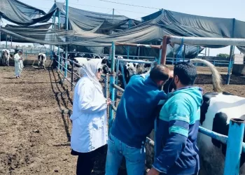 فحص 6868 رأس ماشية بالشرقية للكشف عن البروسيلا والسل البقري