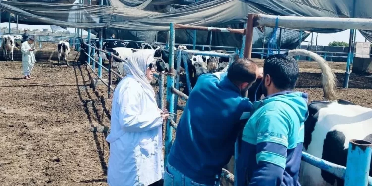 فحص 6868 رأس ماشية بالشرقية للكشف عن البروسيلا والسل البقري
