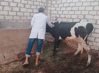 الطب البيطري بالشرقية: ترقيم وتسجيل 3 آلاف رأس ماشية وتكثيف حملات التحصين