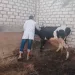 الطب البيطري بالشرقية: ترقيم وتسجيل 3 آلاف رأس ماشية وتكثيف حملات التحصين