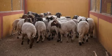 توزيع 30 كبشًا محسّنًا وأعلاف مجانية لمربي الأغنام في واحة سيوة