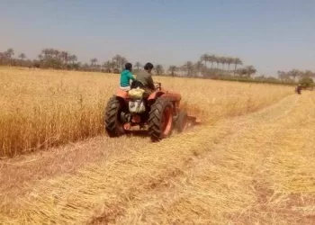 توريد 543 ألفًا و973 طنًا من الذهب الأصفر بالشرقية