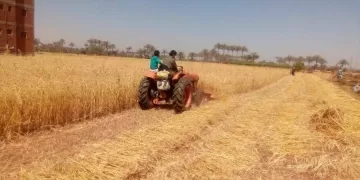 توريد 543 ألفًا و973 طنًا من الذهب الأصفر بالشرقية 5 - جريدة الجمهورية توريد 543 ألفًا و973 طنًا من الذهب الأصفر بالشرقية