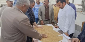 محافظ المنيا: معدلات توريد القمح للشون والصوامع تتصاعد يوميًا