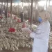 بيطري الشرقية ينجح في تحصين ١١٠ آلاف طائر وتنظيم ٣٦٠ نشاطاً إرشادياً خلال مايو