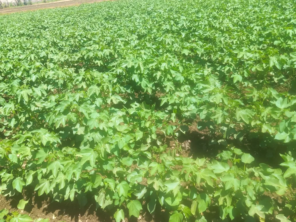 WhatsApp Image 2026 06 01 at 2.15.45 PM - جريدة الجمهورية