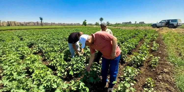 محافظ أسيوط: متابعة مستمرة للمحاصيل الصيفية وتقديم الدعم الفني للمزارعين لزيادة الإنتاجية