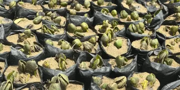 إنشاء أكبر مشتل لإنتاج شتلات المانجروف بسفاجا لدعم الاقتصاد الأخضر