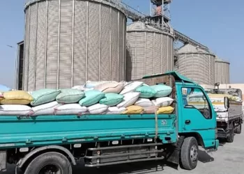 توريد 91 ألفًا و172 طن قمح بالإسكندرية.. وموسم الاستلام مستمر حتى منتصف أغسطس