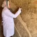 كشف أثري جديد في سقارة: العثور على 3 مقابر صخرية لكبار رجال الدولة الحديثة بجبانة البوباسطيون