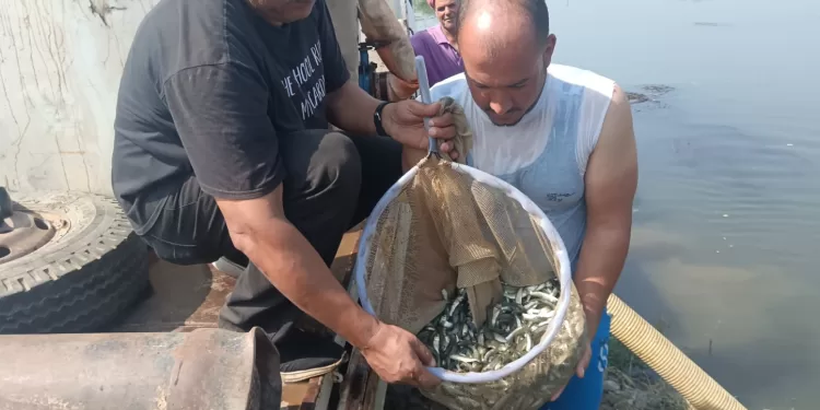 إنزال 2 مليون و850 ألف زريعة أسماك بـ4 مراكز بالشرقية