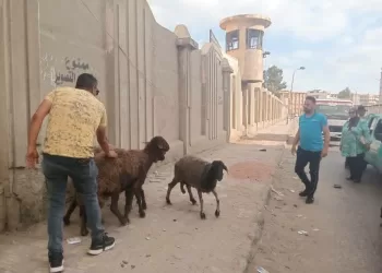 حظر سير الماشية والدواب حفاظًا على الأرواح والمظهر الحضاري ببورسعيد