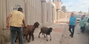 حظر سير الماشية والدواب حفاظًا على الأرواح والمظهر الحضاري ببورسعيد