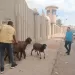 حظر سير الماشية والدواب حفاظًا على الأرواح والمظهر الحضاري ببورسعيد