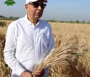 محافظ المنيا: توريد ما يقرب من 535 ألف طن من القمح