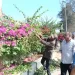 تكثيف أعمال التشجير والتجميل بشوارع وميادين الشرقية