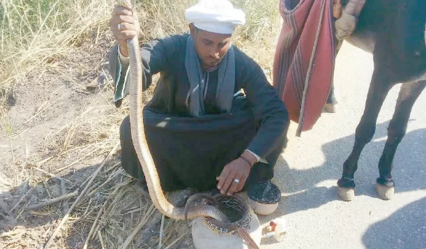ثعـابين الصـيف وعقـارب البشـر 2 - جريدة الجمهورية image 12 - جريدة الجمهورية
