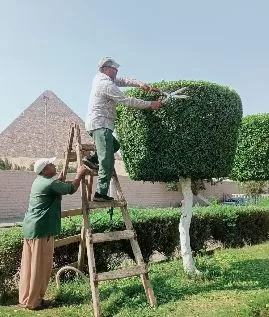 استمرار أعمال التطوير وتجميل المحيط السياحي بالهرم 4 - جريدة الجمهورية 3 132 - جريدة الجمهورية
