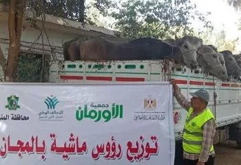 «الأورمان» تُسلّم 150 رأس ماشية للأسر الأكثر احتياجًا لدعم التمكين الاقتصادي بالريف