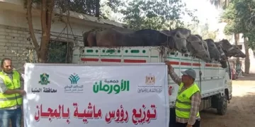 «الأورمان» تُسلّم 150 رأس ماشية للأسر الأكثر احتياجًا لدعم التمكين الاقتصادي بالريف