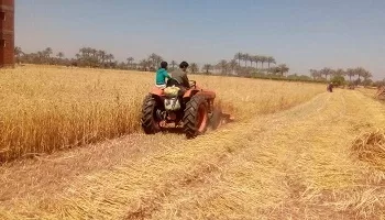 الشرقية تتصدر الجمهورية في توريد القمح .. 681 ألف طن في أنجح موسم