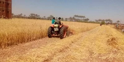الشرقية تتصدر الجمهورية في توريد القمح .. 681 ألف طن في أنجح موسم 1 - جريدة الجمهورية الشرقية تتصدر الجمهورية في توريد القمح .. 681 ألف طن في أنجح موسم