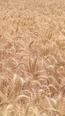 الشرقية تتصدر الجمهورية في توريد القمح .. 681 ألف طن في أنجح موسم 3 - جريدة الجمهورية WhatsApp Image 2026 08 17 at 1.30.10 PM - جريدة الجمهورية