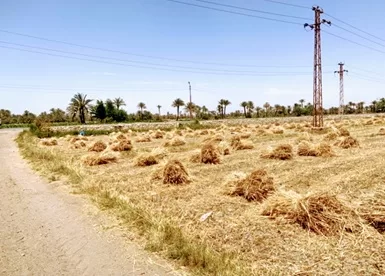 WhatsApp Image 2026 08 18 at 8.42.26 PM 1 1 - جريدة الجمهورية