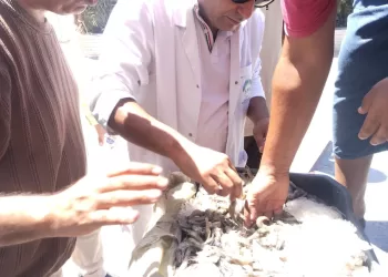 ضبط طن جمبري غير صالح للاستهلاك الآدمي بالفيوم 6 - جريدة الجمهورية ضبط طن جمبري غير صالح للاستهلاك الآدمي بالفيوم