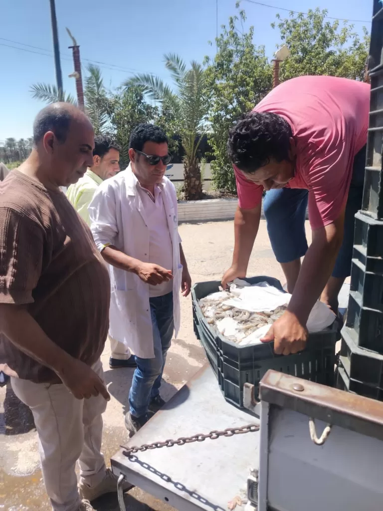 ضبط طن جمبري غير صالح للاستهلاك الآدمي بالفيوم 4 - جريدة الجمهورية WhatsApp Image 2026 08 29 at 6.35.14 PM - جريدة الجمهورية