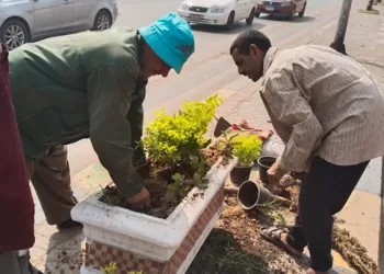 استكمال أعمال التشجير بشوارع الجيزة ضمن مبادرة «اتحضر للأخضر»