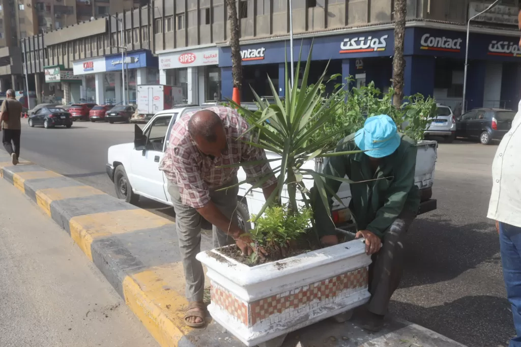 استكمال أعمال التشجير بشوارع الجيزة ضمن مبادرة «اتحضر للأخضر»