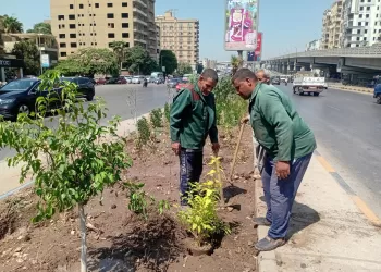 توجيهات وزارية بتكثيف التشجير.. والجيزة تواصل زراعة النخيل والنباتات المزهرة