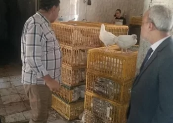 ضبط 2700 كيلو مصنعات دجاج فاسدة بالشرقية